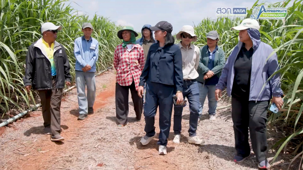 สวก.ดันวิจัยน้ำ–ปุ๋ยแม่นยำ พาไร่อ้อยโคราชฝ่าวิกฤตเอลนีโญ