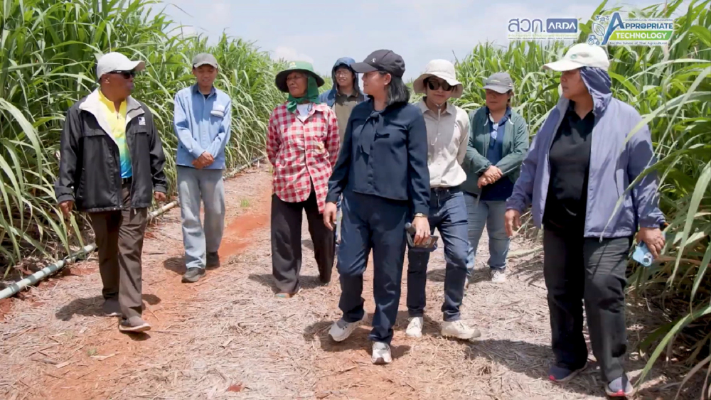 สวก.ดันวิจัยน้ำ–ปุ๋ยแม่นยำ พาไร่อ้อยโคราชฝ่าวิกฤตเอลนีโญ สวก.ดันวิจัยน้ำ–ปุ๋ยแม่นยำ พาไร่อ้อยโคราชฝ่าวิกฤตเอลนีโญ