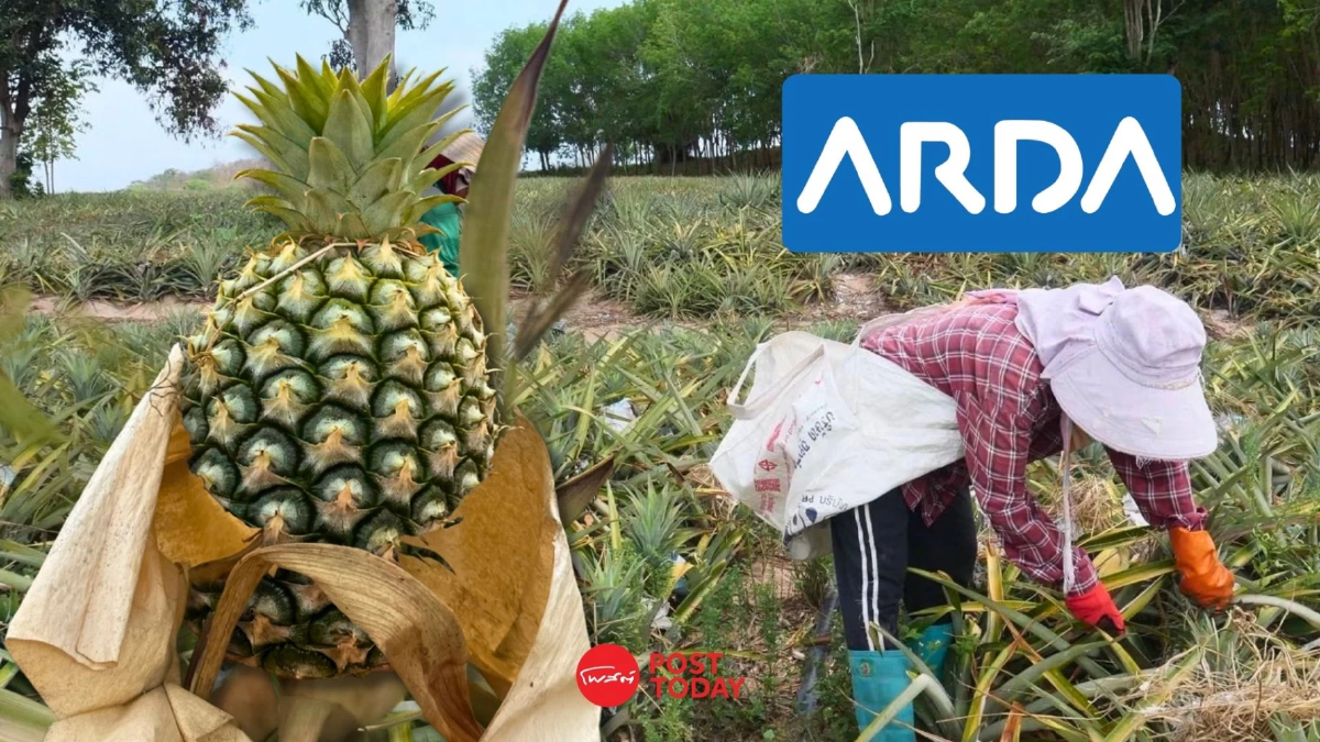 ARDA ชูวิจัยจัดการน้ำ-ปุ๋ยแม่นยำ หั่นต้นทุน “สับปะรดบ้านคา” ทะลุ 93 ล้าน ยกระดับสินค้า GI ไทยสู่เวทีโลก ARDA ชูวิจัยจัดการน้ำ-ปุ๋ยแม่นยำ หั่นต้นทุน “สับปะรดบ้านคา” ทะลุ 93 ล้าน ยกระดับสินค้า GI ไทยสู่เวทีโลก