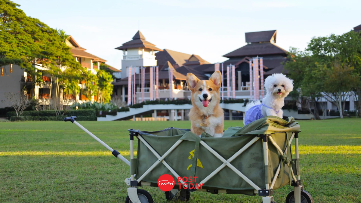 ปักหมุดโรงแรม Pet Friendly ทั่วไทย พาสัตว์เลี้ยงเที่ยวแบบไร้กังวล ปักหมุดโรงแรม Pet Friendly ทั่วไทย พาสัตว์เลี้ยงเที่ยวแบบไร้กังวล