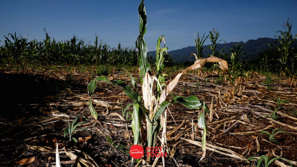 WMO เตือนเอลนีโญจ่อลากถึงกุมภาพันธ์ 70 รุนแรงสุดเป็นประวัติการณ์