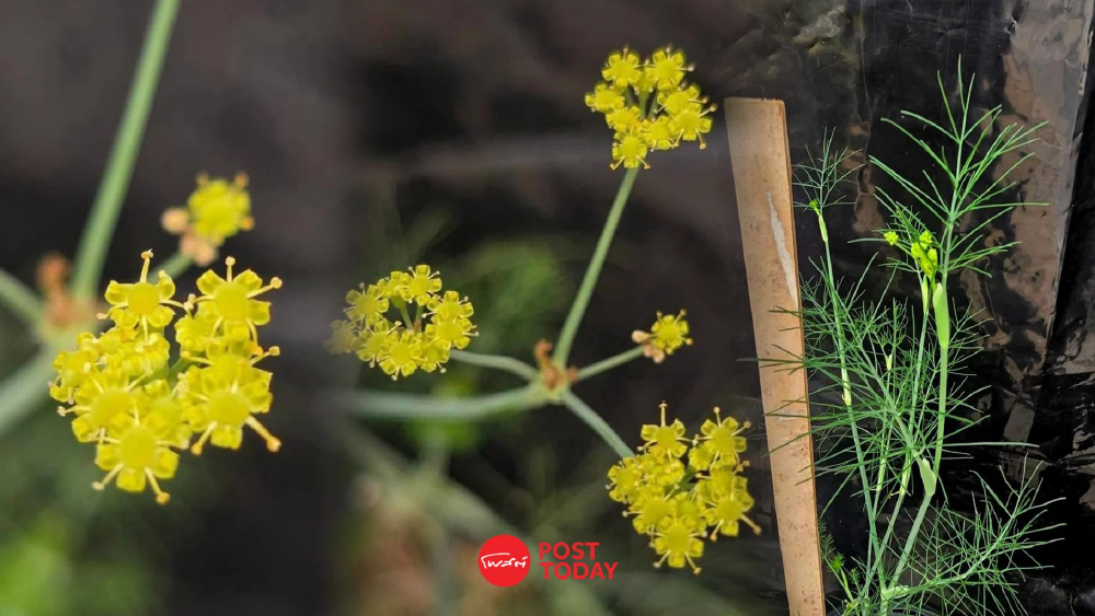 “เทียนขาว” จากพืชทดลอง สู่พืชสุขภาพมูลค่าสูง สร้างรายได้ใหม่เกษตรกรน่าน “เทียนขาว” จากพืชทดลอง สู่พืชสุขภาพมูลค่าสูง สร้างรายได้ใหม่เกษตรกรน่าน