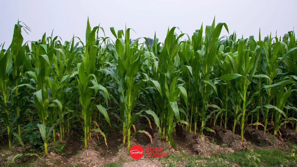สมาคมผู้ผลิตอาหารสัตว์ ย้ำกรณีรัฐเอ็มโอยู นำเข้าข้าวโพด GMO ล้านตัน ไม่จริง สมาคมผู้ผลิตอาหารสัตว์ ย้ำกรณีรัฐเอ็มโอยู นำเข้าข้าวโพด GMO ล้านตัน ไม่จริง