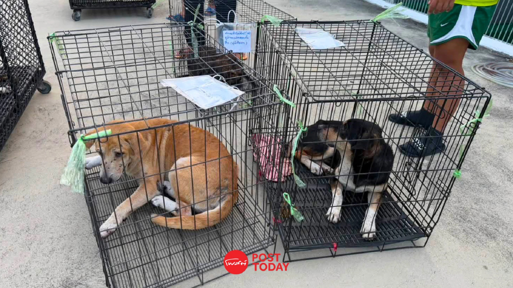 หมา-แมว ต้องรอด ! กทม.เปิดศูนย์พักพิงชั่วคราวรับน้องหนีน้ำท่วม